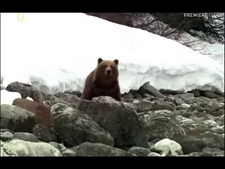 Эпическая битва: Медведь против Лося 🐻🦌
