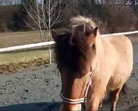 Clickertraining mit Hylling 5