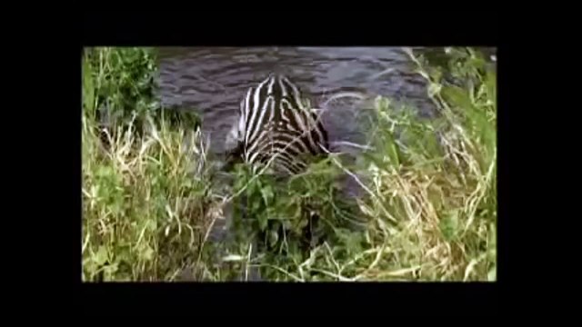 Зебра топит льва