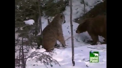 Пума против медведя