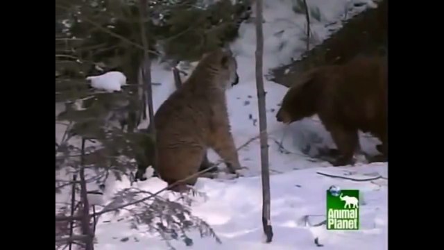 Пума против медведя