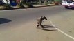 Combat de gros lézards dans la rue