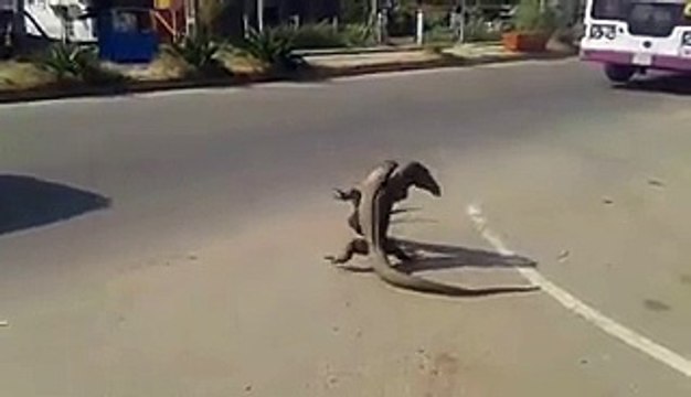 Combat de gros lézards dans la rue