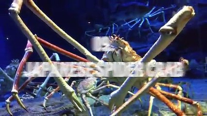 10 Animals You Won t Believe Exist