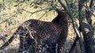Leopard hunting impala - 29 April 2012 - Kruger Sightings