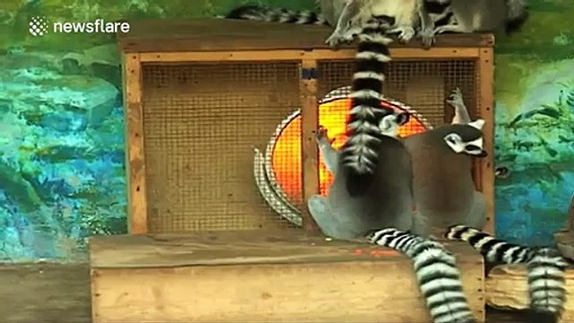 How zoo animals keep warm during the winter