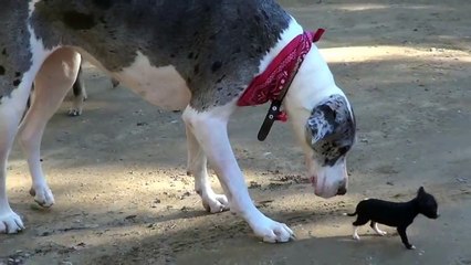 Tiny Puppy Meets Big Dog