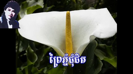 គោកធ្លកជម្រកខ្ញុំ-កែវ សារ៉ាត់[Keo Sarath Song],Keo Sarath Karaoke,Keo Sarath Collection,
