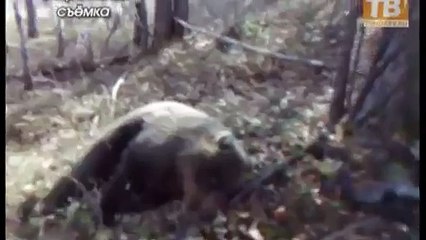 Woman survived after bear attack