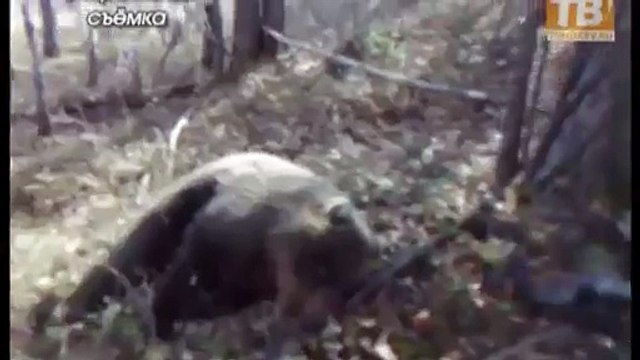 Woman survived after bear attack