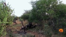 Wild Dogs Killing Wildebeest - Latest Wildlife Sightings