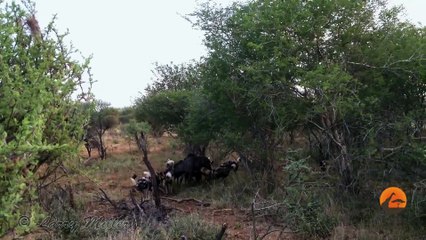 Wild Dogs Killing Wildebeest - Latest Wildlife Sightings