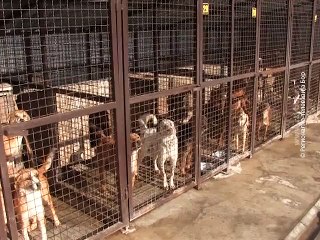 Azil za pse, 25. januar 2016. (RTV Bor)