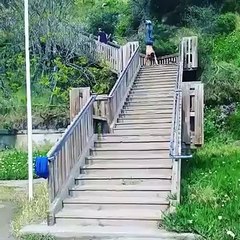 Gymnast Walks on Hands Down Steps