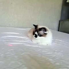 Cat Chases Laser on Bed