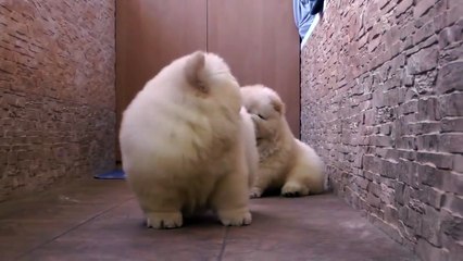 Chow Chow Puppies Play