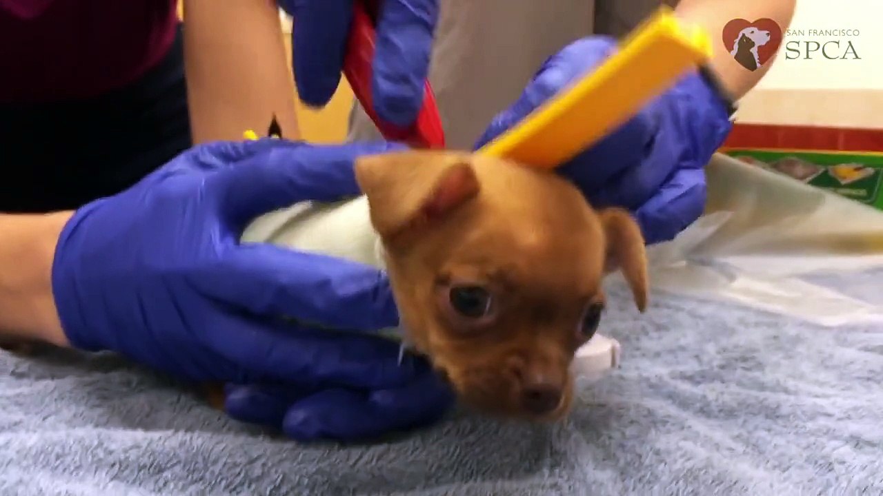 Négligée et amputée des deux pattes... Ce que lui offrira cette animalerie est magnifique !