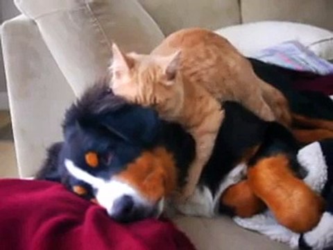 Cat demonstrates expertise as dog masseuse