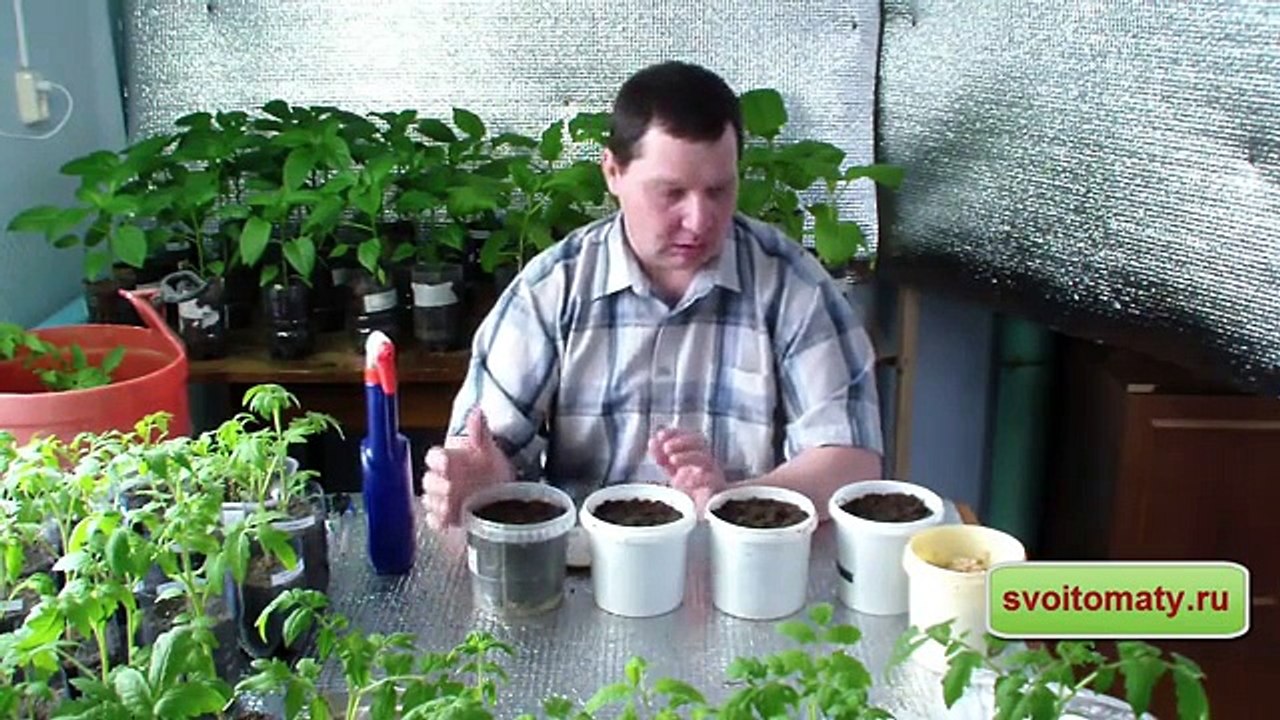 Как вырастить рассаду огурцов, чтобы получить урожай уже в мае