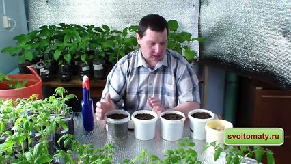 Как вырастить рассаду огурцов, чтобы получить урожай уже в мае