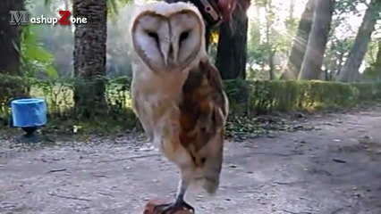Owl - A Funny Owls And Cute Owls Compilation -- NEW -