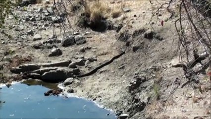 Leopard Attacks Python in Kruger - 3rd September 2012 - Latest Sightings