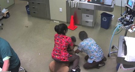Un chien refuse la piqûre chez le vétérinaire
