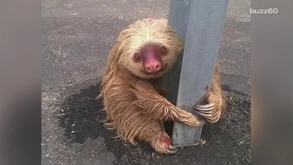 Adorable sloth gets stranded on highway and patiently waits for help