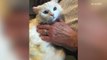 Cat recovers from severe burns, gets adopted by human burn survivor