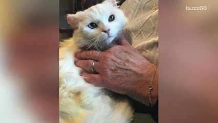Cat recovers from severe burns, gets adopted by human burn survivor