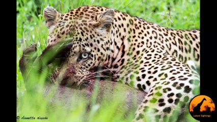 Leopard Killing Warthog (Graphic) - Latest Wildlife Sightings