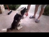 addestramento cane siberian husky fai da te