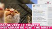 Découvrez le compte Instagram de “Cat The Most” ! Tout de suite avec Wamiz TV dans la minute chat #110