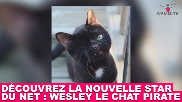 Découvrez la nouvelle star du net : Wesley le chat pirate ! Tout de suite dans la minute chat #111