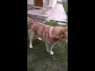 cane husky che ringrazzia per la pappa