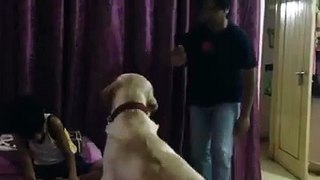Honest Dog : Save Owner When Someone Trying To Best