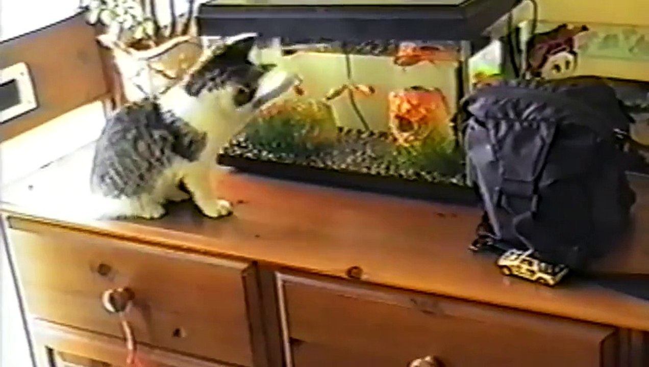 20 Cats Who Regret Everything