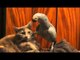 Il pappagallo vuole attenzioni dal suo amico, ecco come reagisce
