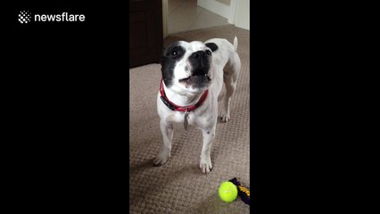 Howling dog appears to be talking to owner