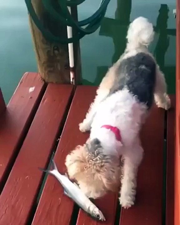 Funny DoG and Fish
