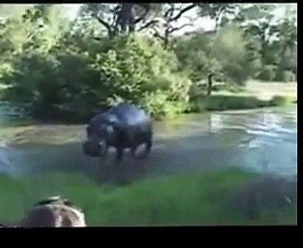 Deadly Animals Shocking Attacks on Humans Ever