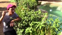 How to Grow Tropical Fruit Trees in a Desert Garden