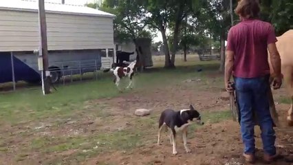 Baby horses running and a zebra - cute!