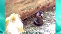 Cute Animals - Funny Videos (Cute Videos Compilation ) (Funny Videos 720p)