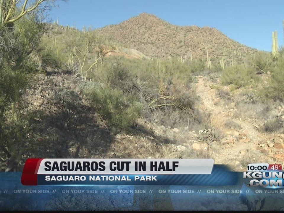 Saguaros cut down along trail at Saguaro National Park West