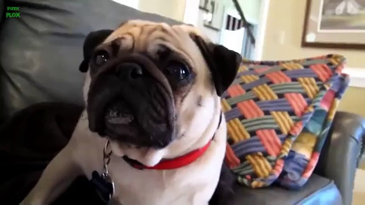 Funny Guilty Dogs Compilation 2013