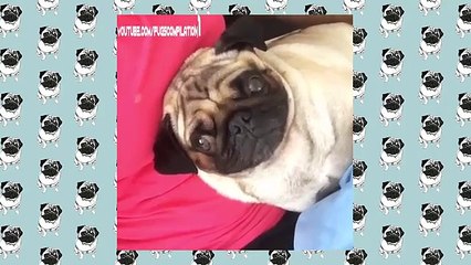 Pug Compilation 4 Funny Dogs but only Pug Videos InstaPugs