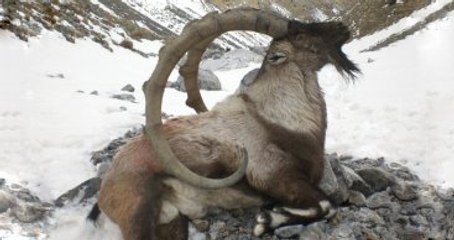 Avlanmak İçin Artvin'e Gelen Amerikalılar Ülkelerine Elleri Boş Döndü
