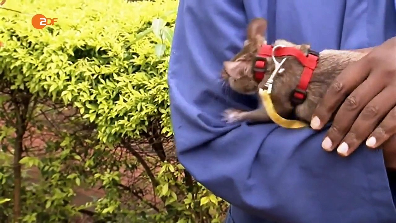 Planet e - Mine Detection Rats (Minesweeper)