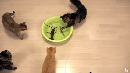 Japanese spiny lobster vs Cat  猫vs伊勢海老